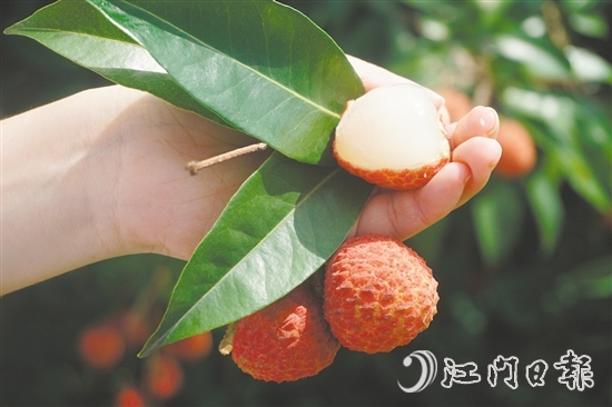 四九鎮(zhèn)荔枝林迎來(lái)豐收。