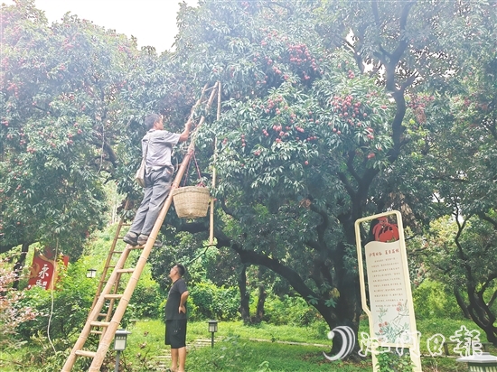 沙崗村的村民忙著摘荔枝。