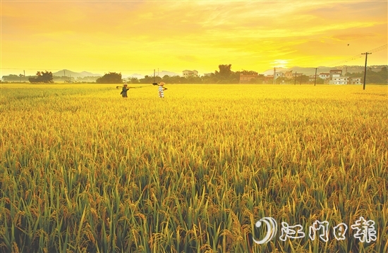 恩平大米富含硒元素，這一得天獨厚的自然稟賦是區(qū)別于其他產區(qū)大米的核心特質之一。