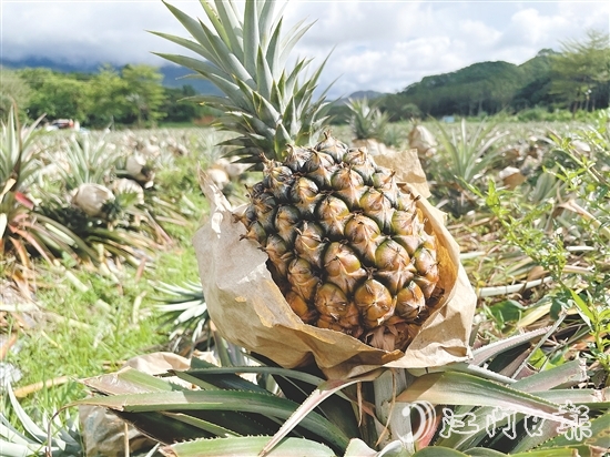 那吉鎮(zhèn)遠離工業(yè)污染，山清水秀，雨水充沛，氣候溫暖，種出來的鳳梨品質(zhì)優(yōu)良。