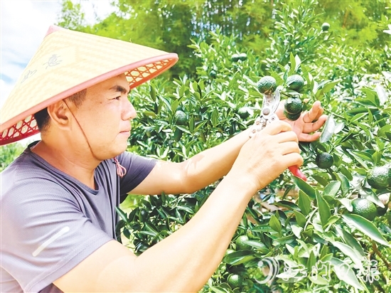 譚家武正在采摘小青柑。