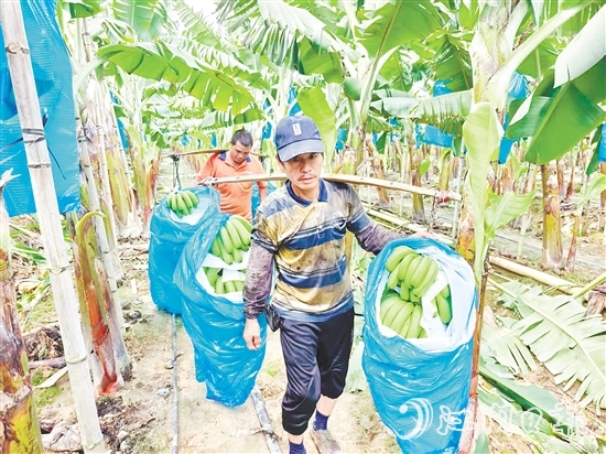 農(nóng)戶們滿身大汗，穿梭于蕉林中搬運香蕉。
