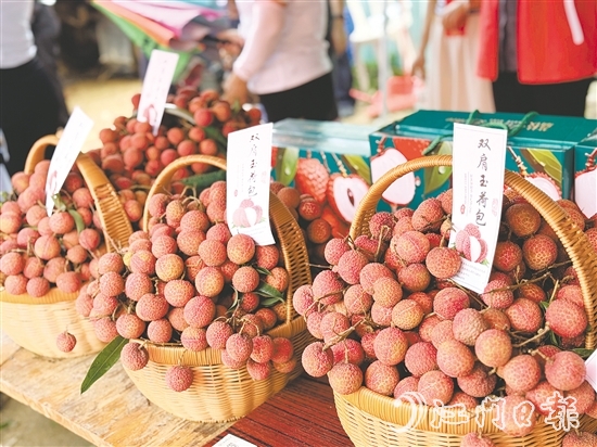 北陡鎮(zhèn)的雙肩玉荷包荔枝錯峰上市。