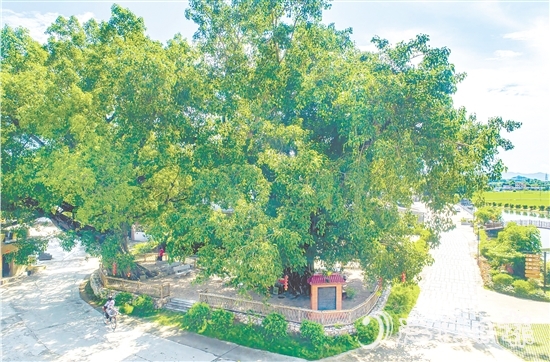 廣海鎮(zhèn)靖安村緊緊圍繞得天獨(dú)厚的“綠色瑰寶”，全力打造獨(dú)具“海絲”風(fēng)情的菩提古樹公園。