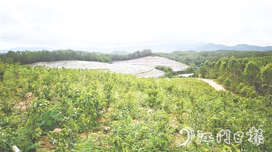 鶴城鎮(zhèn)坑尾村搶抓政策機(jī)遇，整合土地資源，成功引入廣東華南鶴香農(nóng)業(yè)發(fā)展有限公司投資約2億元，孵化沉香產(chǎn)業(yè)“一條鏈”。