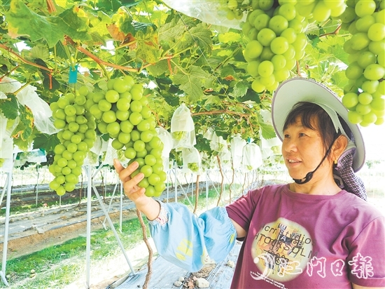 裕豐葡萄園管護(hù)人員查看葡萄長勢。