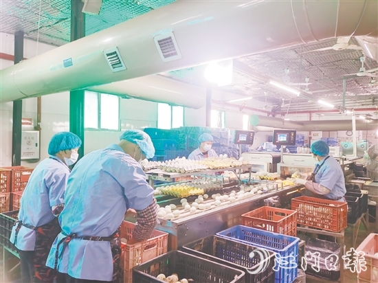 近年來，白沙鎮(zhèn)龔邊村咸蛋產(chǎn)業(yè)迎來蓬勃發(fā)展，小小咸蛋鋪就村民的共富路，位于該村的威勝蛋品加工廠專注傳統(tǒng)咸蛋制作，年產(chǎn)值達2000萬元。