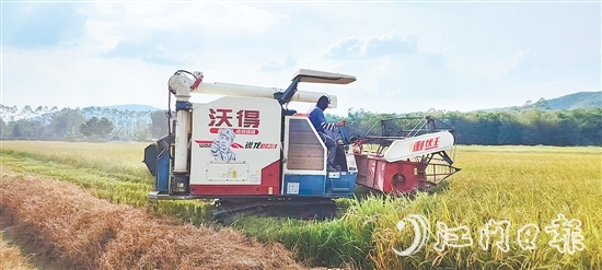 截至7月20日，恩平全市早稻收割進(jìn)度已達(dá)98.4%，預(yù)計總產(chǎn)量約7.62萬噸。