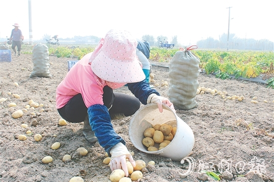 恩平市社村聯(lián)合會推動馬鈴薯產(chǎn)業(yè)做大做強(qiáng)，助力村民增收。