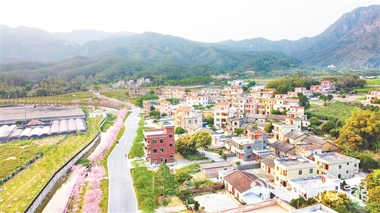 每到花期，鶴城鎮(zhèn)城西村的櫻花大道便會披上“粉裝”。