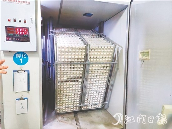 馬岡鵝苗孵化中心配備鵝苗孵化機(jī)40臺(tái)，年孵化總量達(dá)到400萬只，年產(chǎn)值超過1.2億元。