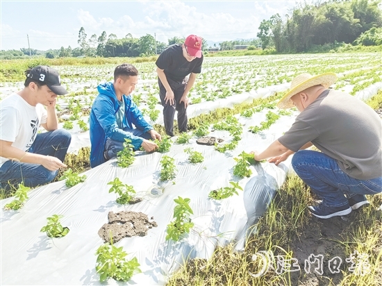 大廠村是馬岡鎮(zhèn)知名的涼粉制作大村，村里約有13公頃（200多畝）的涼粉草種植基地。