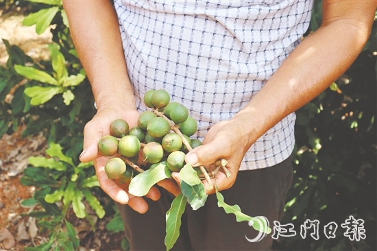 新連村澳洲堅(jiān)果種植基地堅(jiān)果樹結(jié)出的果子碩大無比。