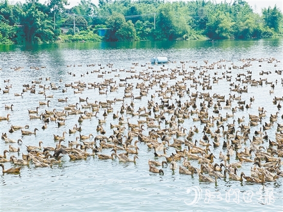 赤水鎮(zhèn)以麻鴨為起點，走特色鮮明的鄉(xiāng)村振興路。