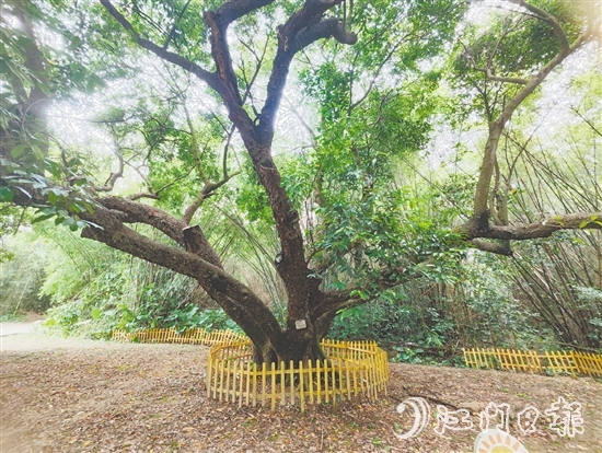 在人大監(jiān)督推動下，開平市368棵古樹全部登記在冊，掛上保護牌。