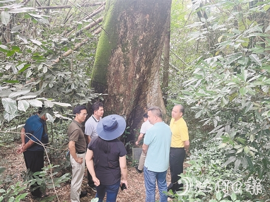 開平市人大常委會實地調研督導關于見血封喉古樹的重點建議辦理落實情況。