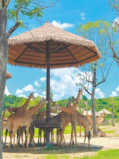 在清遠(yuǎn)長隆森林王國，可以與長頸鹿近距離互動(dòng)。