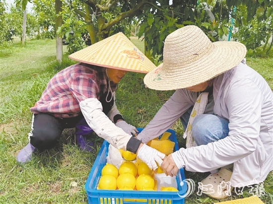 新一蓮塘生態(tài)園是三合鎮(zhèn)重點農文旅項目之一，園內黃晶果上市。