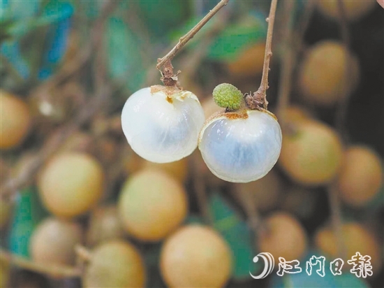 云鄉(xiāng)儲良龍眼有著果大肉厚、清甜爽脆的特點。