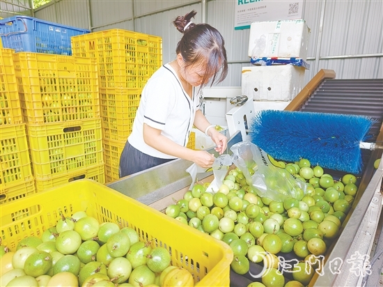 黃劍梅正在挑選百香果。