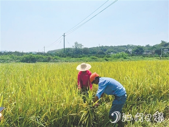 工作人員對(duì)水稻進(jìn)行抽樣測產(chǎn)。