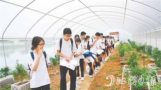 新會泓達堂陳皮莊園