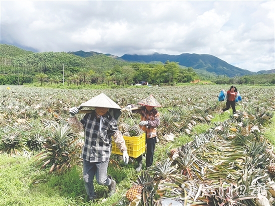 隨著金鉆鳳梨等農(nóng)產(chǎn)品走俏市場(chǎng)，農(nóng)業(yè)產(chǎn)業(yè)鏈條加速延伸，“那吉優(yōu)品”的知名度不斷攀升。
