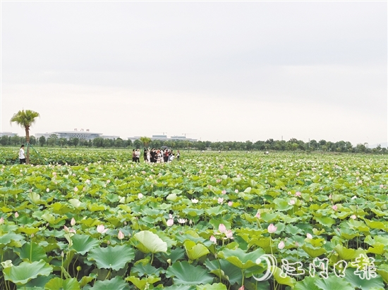 每到盛夏，梅江農(nóng)業(yè)生態(tài)園荷花準時綻放，吸引游人打卡。