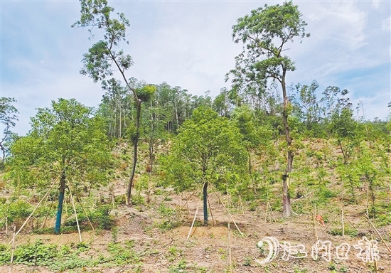 今年年初在圭峰山種下的樹苗，現(xiàn)在正茁壯成長。