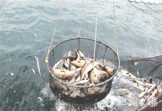 今年年初，“臺山1號”喜迎豐收季，首批鮸魚鮮美上市。