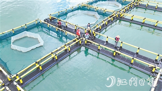 臺(tái)風(fēng)到來前，江門人保財(cái)險(xiǎn)理賠人員奔赴川島沿岸海洋牧場(chǎng)，勘察安全隱患。