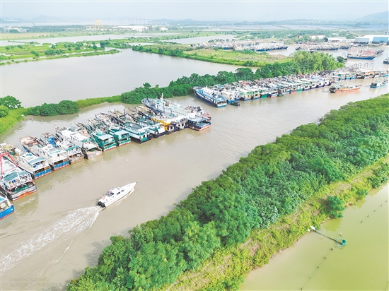 昨天，臺山市橫山漁港停滿了回港避風(fēng)的漁船。