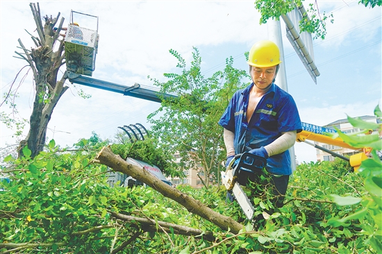 我市城管部門組織人員積極防風(fēng)，圖為工作人員在城區(qū)主要路段修剪綠化樹。