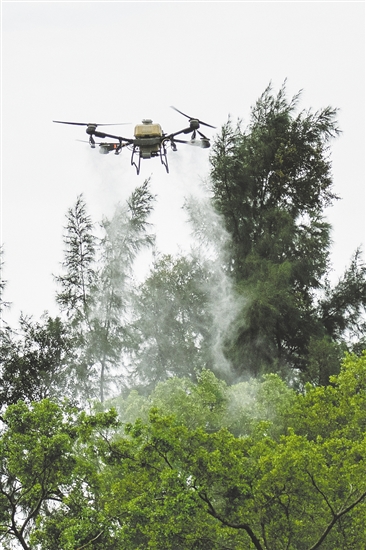 無人機在滅蚊防疫攻堅戰(zhàn)中大顯身手。圖為鶴山采用無人機精準開展滅蚊工作。