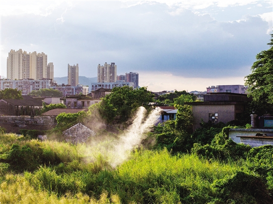 江海區(qū)動用農(nóng)用植保無人機，高效開展蚊蟲消殺。