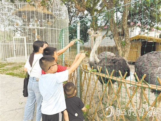 孩子們?cè)趧?dòng)物長(zhǎng)廊里喂食鴕鳥(niǎo)。