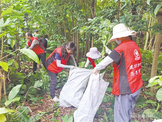 江門市科協(xié)工作人員在市林科所清理樹枝。