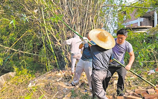 村民義工隊到藍田村小組清理竹林，為建設(shè)環(huán)村路騰出位置。