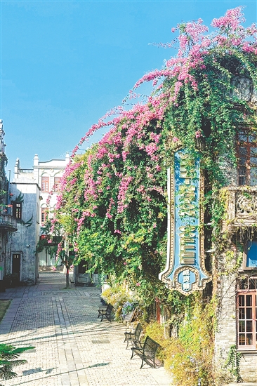 赤坎華僑古鎮(zhèn)的杜鵑花盛放。