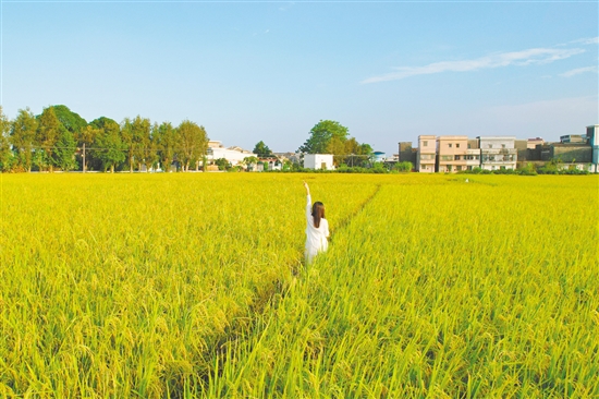 江門鄉(xiāng)村稻田鋪成金色畫卷，吸引不少游客打卡。