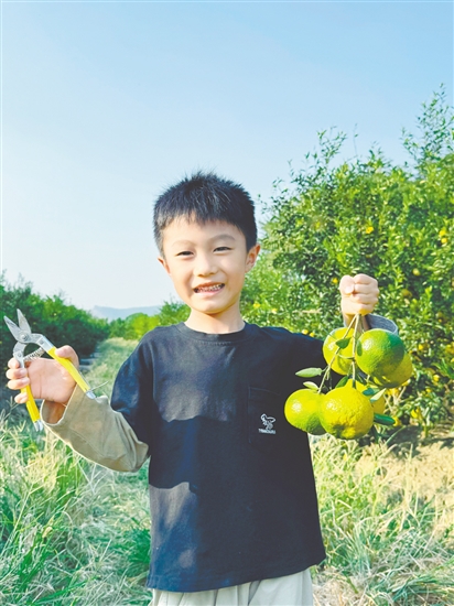 小朋友到果園體驗(yàn)采摘的樂趣。