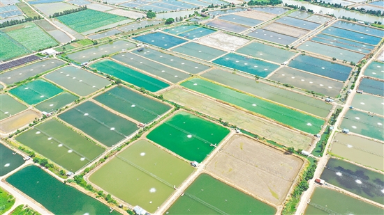 2024年大鰲鎮(zhèn)水產(chǎn)養(yǎng)殖面積約3萬畝，鮮蝦年產(chǎn)量達3萬噸，全產(chǎn)業(yè)鏈產(chǎn)值近30億元。圖為連片蝦塘。