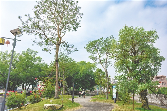 三棵松公園環(huán)境優(yōu)美，成為村民休閑的好去處。