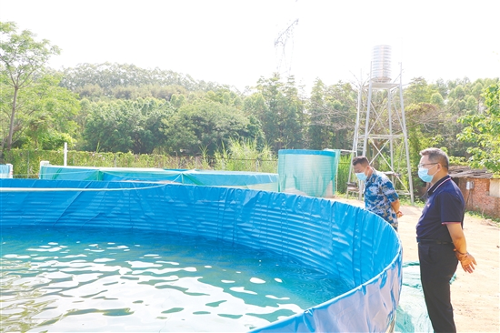 高密度養(yǎng)殖基地建成后，松崗村草魚養(yǎng)殖實(shí)現(xiàn)了自繁自育。圖為鶴山市人武部調(diào)研組在養(yǎng)殖池旁觀察育苗狀態(tài)。