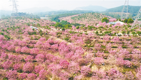 萊蘇（鴻園）山水人家景區(qū)的紫花風(fēng)鈴木迎來最佳觀賞期。