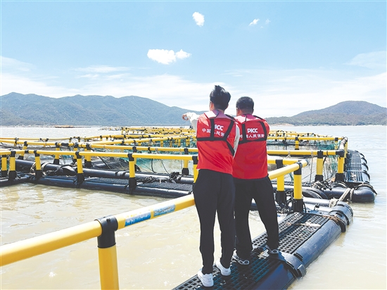 “樺加沙”過境后，該公司農(nóng)險理賠人員搶抓時間到海洋牧場查勘定損。