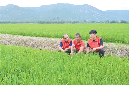 江門人保財險農(nóng)險團隊在“樺加沙”臺風(fēng)災(zāi)前，陪同農(nóng)戶查看水稻長勢。