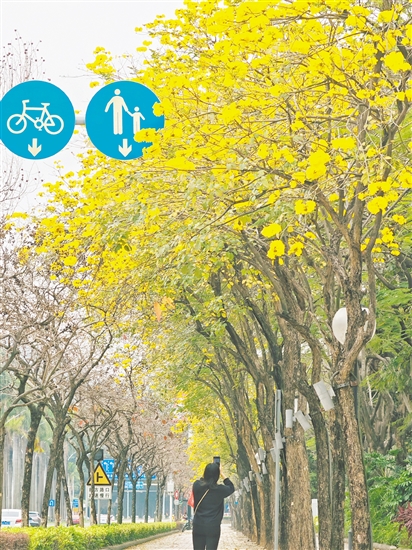 黃花風(fēng)鈴木為江門繪就了滿城盡帶“黃金甲”的絕美畫卷。