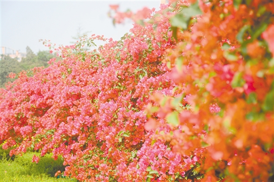 東湖公園簕杜鵑盛放。