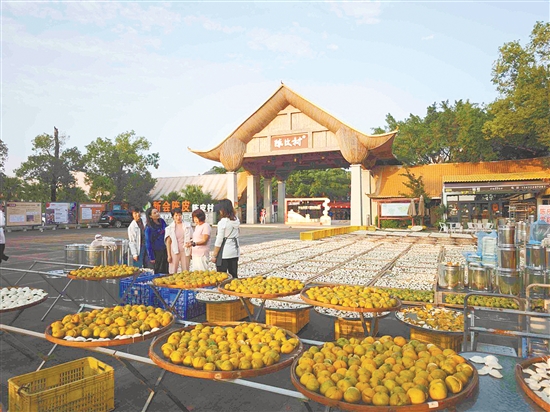 新會(huì)陳皮連續(xù)三年位列“中國(guó)區(qū)域農(nóng)業(yè)產(chǎn)業(yè)品牌影響力指數(shù)”首位。